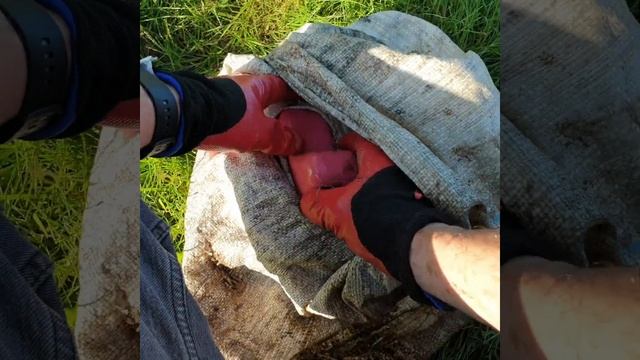 STAR FIND! Surprise inside a star I found with a metal detector Underground. Some girl hid treasure смотреть онлайн