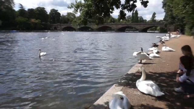 HYDE PARK /Гайд Парк ..Лебеди в парке Гайд Парк..природа в Англии смотреть онлайн