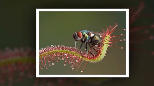 Растение хищник - Росянка. Интересный слайд для детей и подростков. Новинка 2019. смотреть онлайн