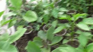 Если перец зацвел дома в рассаде...что делать? Нужно ли удалять цветы сладкого перца?