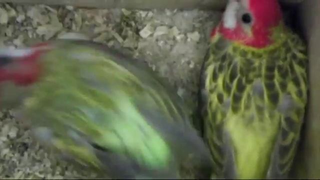 Rozella Białolica, Rozela Pestra, Platycercus Eximius, Eastern Rosella