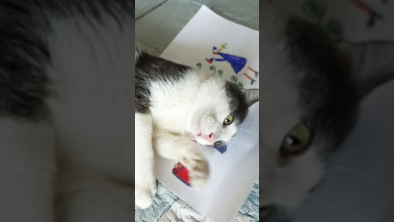 Новогоднее настроение, оно такое. Мурзик кайфует от детского рисунка сына. #мурзик #кот #новыйгод смотреть онлайн