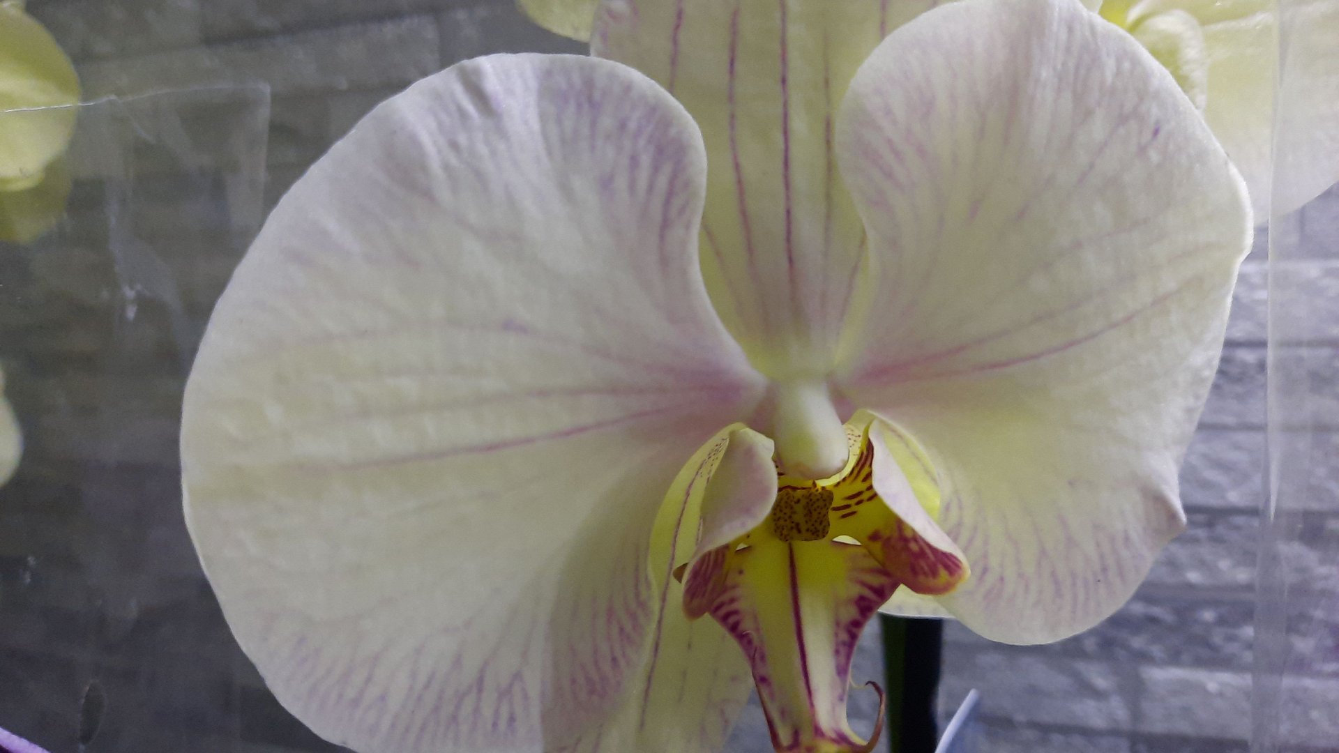 НОВЫЕ ОРХИДЕИ В ЛЕРУА ПО УЛ. НОВОРОССИЙСКОЙ //10. 05.24// смотреть онлайн