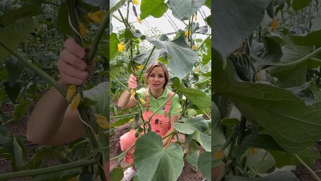 Почему горчат огурцы #SemenaPartnerShorts смотреть онлайн