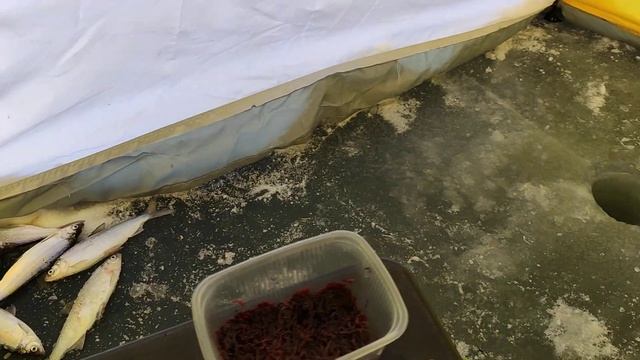 Ловля пеляди на о.Червяное смотреть онлайн