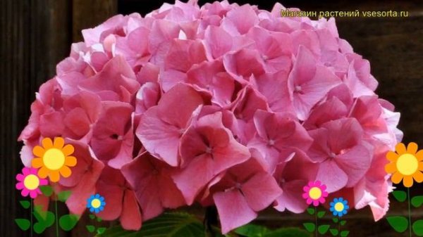 Гортензия крупнолистная Альпенглюхен. Краткий обзор, описание hydrangea macrophylla Alpengluhen