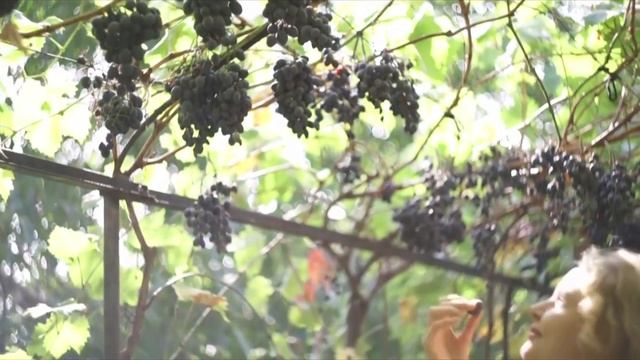 Песня АЛЫЙ КИПАРИС...#tavrida1love #романтика #Чехов Современная дама с собачкой#Ялта #ТавридаАРТ смотреть онлайн