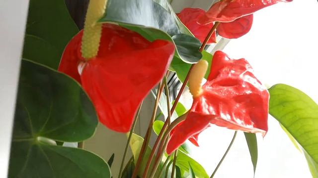 Тест видеокамеры SONY bloggieS-TS20K (3) смотреть онлайн