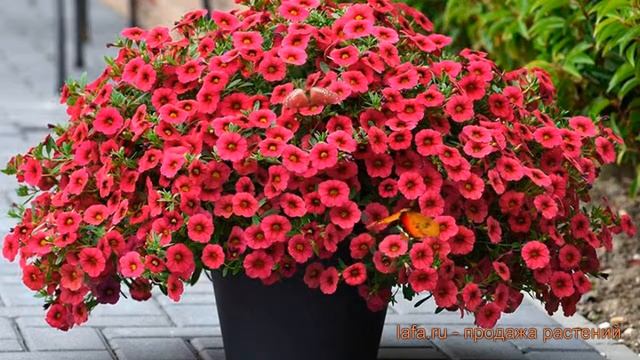 Калибрахоа обыкновенная Черри (cherry) ? обзор: как сажать, семена калибрахоа Черри