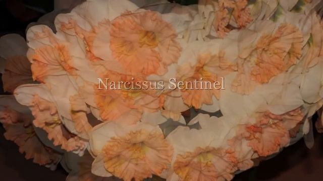 Narcissus Sentinel