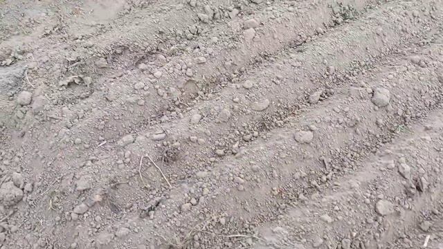Сажаю лук-севок так. Луковой мухи не будет. смотреть онлайн