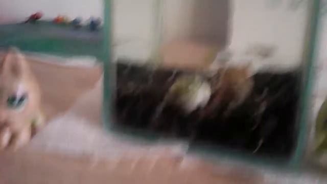 Мой аквариум с рыбками смотреть онлайн