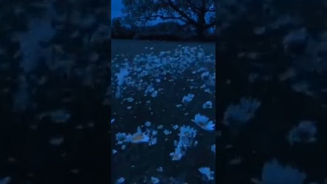 ZXCURSED ПЛЕЙЛИСТ / ZXC GHOUL PHONK DEADINSIDE / СБОРНИК ТРЕКОВ ФОНК