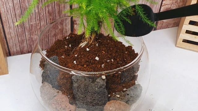 아스파라거스 나누스 키우기 | 테라리움 만들기 смотреть онлайн