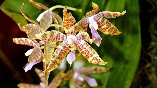 Phalaenopsis Novelty | Finca Dracula смотреть онлайн