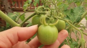 Необычный способ посадки помидор.