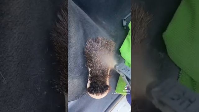 Come with me and detail this Porsche Macan - Mobile detailing Hamilton Ontario, Canada смотреть онлайн