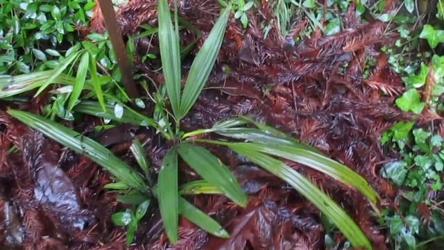 Sabal palms planted as seedlings @ 48 degrees north latitude смотреть онлайн