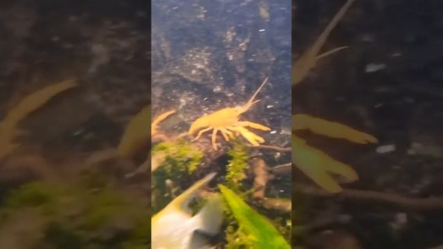 Флоридский рак в аквариуме #aquarium #subscribe #рак #fish #angelfish смотреть онлайн