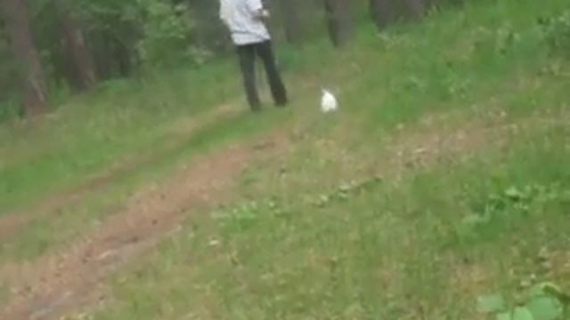 Прогулка кролика и папы.AVI