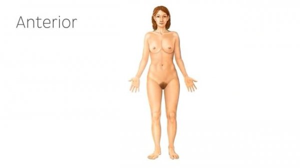 Анатомия поверхности тела женщины (предпросмотр) - Анатомия человека | Kenhub