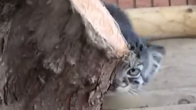 Кот манул смотреть онлайн