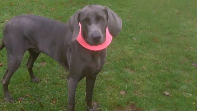 Bessie Labrador, Otis Weimaraner & Chug Riley. смотреть онлайн