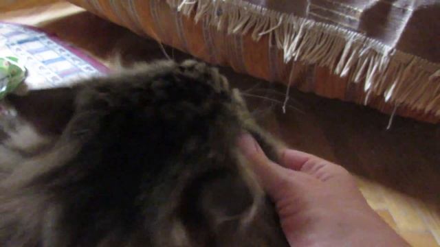 Кот Тихон - задиванный житель. Тихон мурчит, как трактор, общается с хозяйкой и ужинает. смотреть онлайн