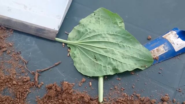 Как собрать муравьиные яйца смотреть онлайн