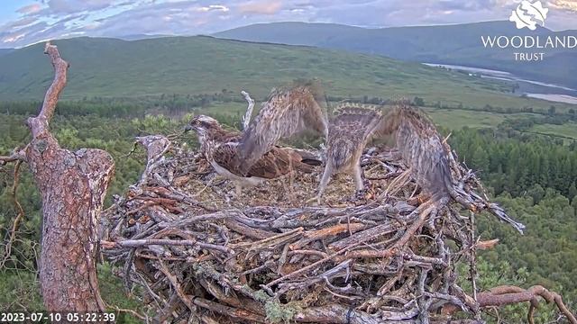 Early morning workout as LY7 the Loch Arkaig Osprey chick wingercises 10 Jul 2023 смотреть онлайн