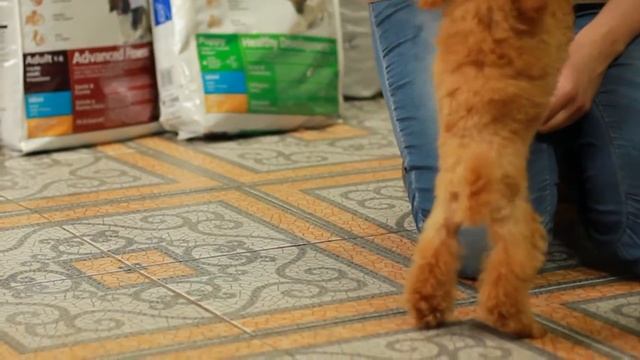 Продаются щенки миниатюрного пуделя. Очень веселые щенки! смотреть онлайн