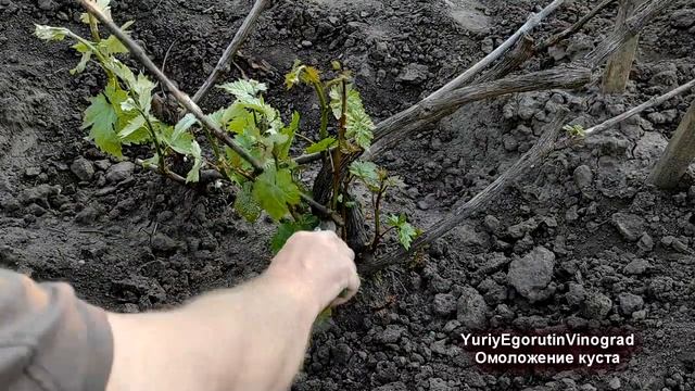 ? Безопасный СПОСОБ омолодить/восстановить ЗАПУЩЕННЫЙ/ВЫМЕРЗШИЙ КУСТ винограда. Сделай ЭТО сейчас. смотреть онлайн