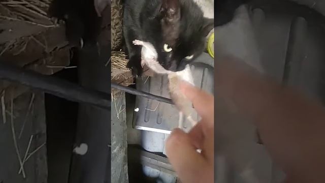 Кастрированные коты- отличные охотники. смотреть онлайн