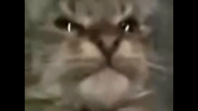 КИТ ТЫ МАМУ МАВ - МЕМЫ смотреть онлайн