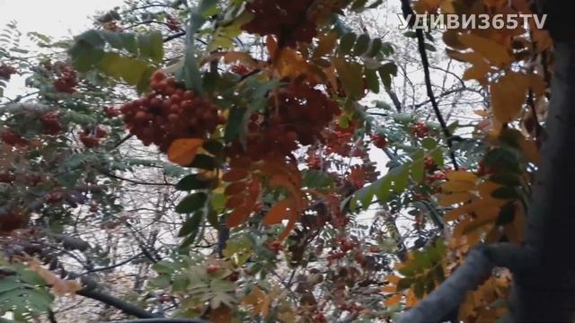 РЯБИНЫ ГРОЗДЬЯ АЛЫЕ. Красавица рябина смотреть онлайн