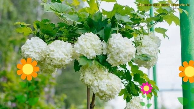 Калина обыкновенная на штамбе Розеум. Краткий обзор, описание характеристик viburnum opulus Roseum смотреть онлайн