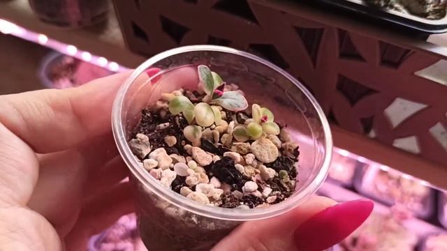 Каланхоэ зазубренное вариегатное (Kalanchoe Serrata Variegata)
