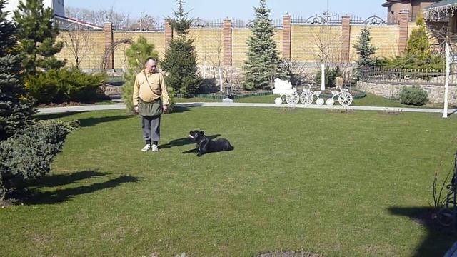 Работа по послушанию. Щенок канэ корсо, 6 мес. смотреть онлайн