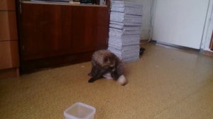 Домашняя енотовидная собака