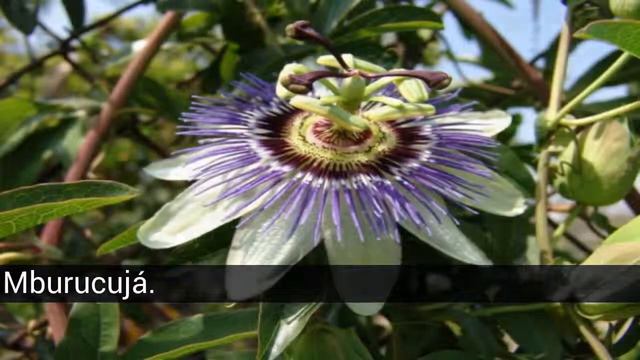 Fiori latino americano nazionale смотреть онлайн