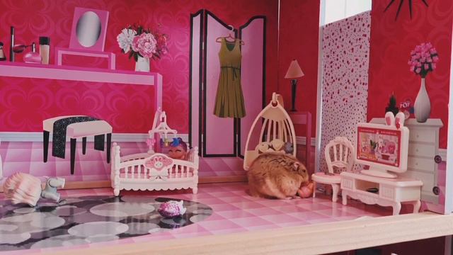 Первое задание для 🐹Пончика, найти все семечки.Сколько же их? Весёлые будни нашего хомяка🐹 смотреть онлайн