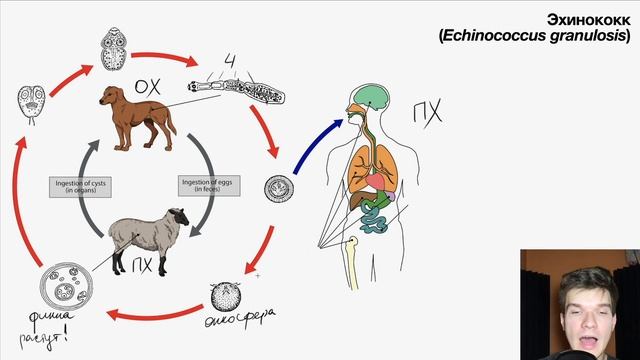 Жизненный цикл эхинококка | Биология ЕГЭ смотреть онлайн