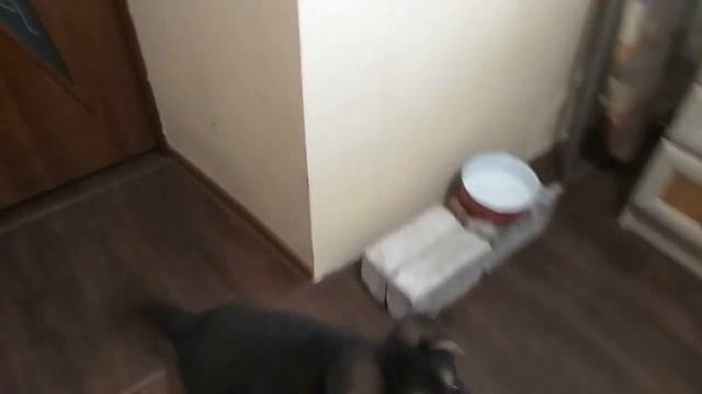 Приучение к командам "нельзя-можно" (щенок немецкой овчарки сухим кормом 1 месяц 28 дней) смотреть онлайн