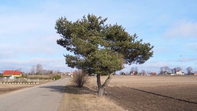 Jak czytać drzewa?🌲 Od czego zależy ich wygląd?🌲 Czym jest czemchanie? - o Lesie #41 смотреть онлайн