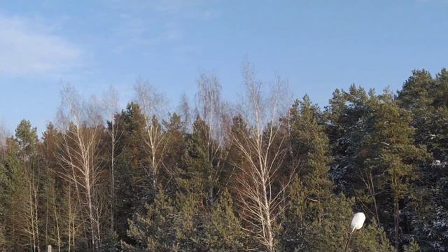 вместо уборки снега , гоняю голубей 🤗 смотреть онлайн