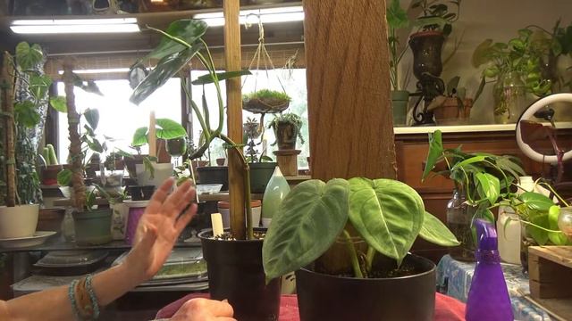 Syngonium Frosted Heart ... Chiapense & Macrophyllum