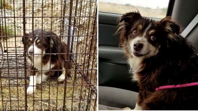 Люди гадали что ЭТО за существо! ЕГО ЛОВИЛИ 5 дней! Посмотрите, кем оно оказалось! смотреть онлайн