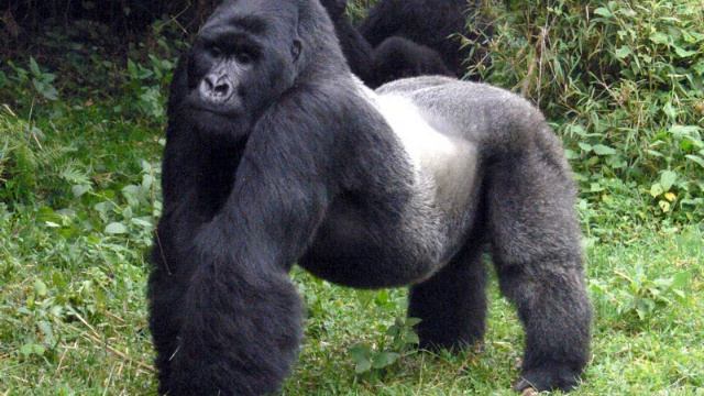 Обзор фильма Стиляги смотреть онлайн