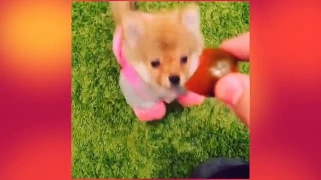 как ИванГай кормит КуМу! смотреть онлайн