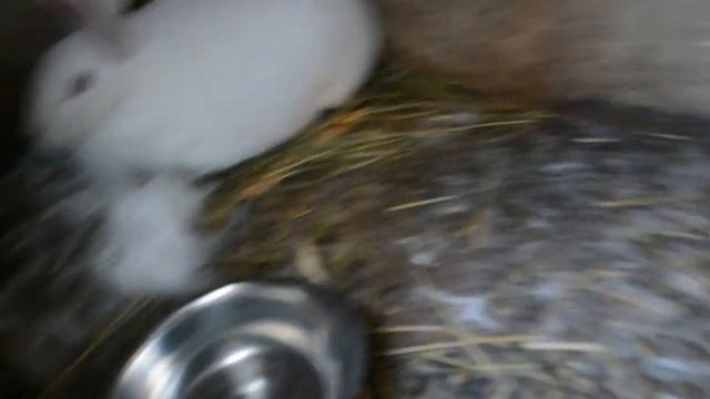 Чем же поить кроликов зимой? Вода? снег? лед? смотреть онлайн